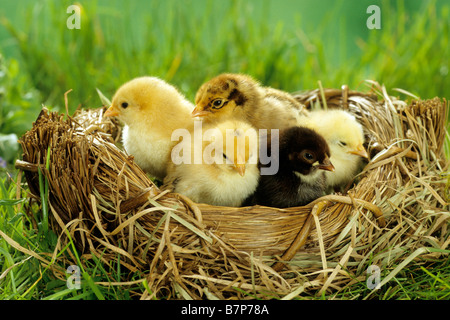 Haushuhn (Gallus Gallus Domesticus), bantam Küken in ein künstliches nest Stockfoto