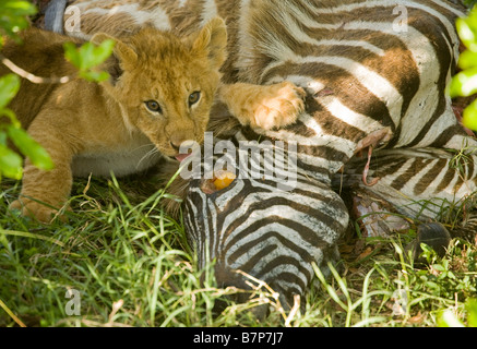 Lion cub Fütterung auf ein Zebra, dass seine Mutter in der Masai Mara in Kenia ermordet hätte. Stockfoto