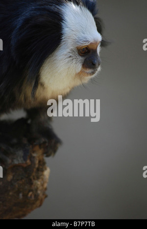 schwarzen und weißen Colobus Colobus Polykomos angolensis Stockfoto