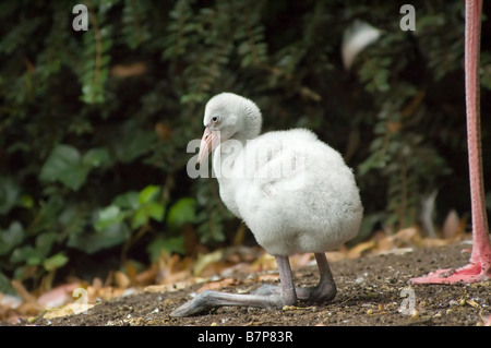 niedliche Baby Flamingo mit Mütter Bein auf der rechten Seite Stockfoto