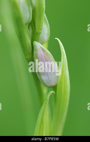Biene Orchidee (Ophrys Apifera) Blume Knospe Stockfoto