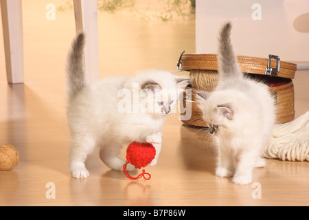 zwei Heilige Katze von Birma Kätzchen - Spiel Stockfoto