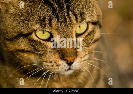 Nahaufnahme einer Katze Stockfoto