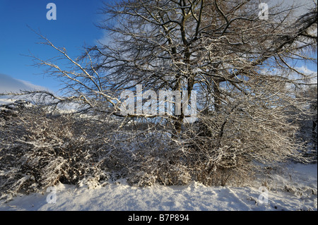 Schneebedeckte Bäume und Sträucher in einem Landschaftsgarten im winter Killin Perthshire Schottland, Vereinigtes Königreich Stockfoto