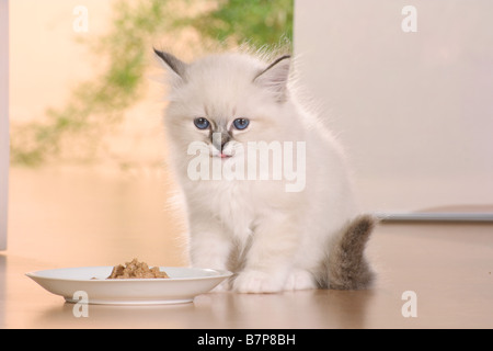 heiligen Katze von Birma Kitten - sitzen vor der Fütterung Schüssel Stockfoto