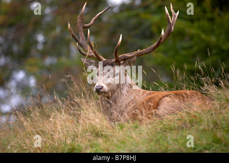 Rothirsch Hirsch Cervus Elaphus Studley Royal Deer Park Ripon North Yorkshire UK Stockfoto