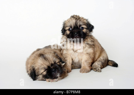 Tibet Spaniel Welpen 5 Wochen Stockfoto