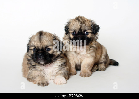 Tibet Spaniel Welpen 5 Wochen Stockfoto