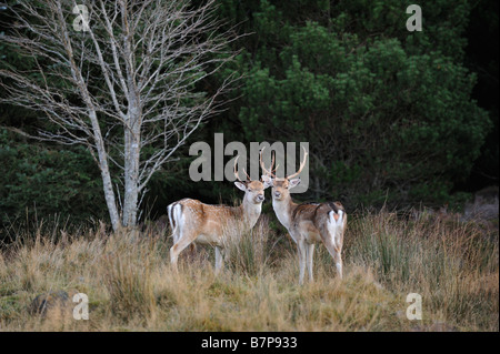 Paar Damhirsch im Wald in Strath Tummel Perthshire Schottland, Vereinigtes Königreich Stockfoto