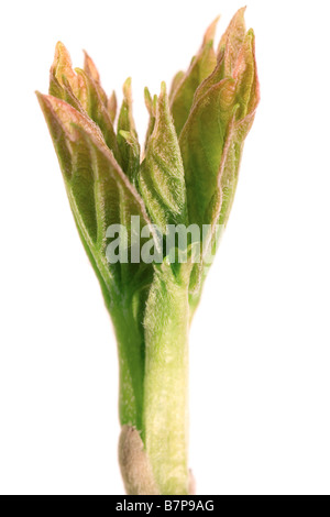 geöffnete Ahorn Knospe isoliert auf weiß sieht aus wie züngelnden Flammen Stockfoto