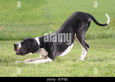 Deutsche Dogge - spielen wollen Stockfoto