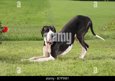 Deutsche Dogge - spielen wollen Stockfoto