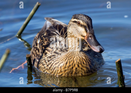 Weibliche Stockente Anas Platyrhynchos auf dem Fluss Slaney Wexford Ireland Stockfoto