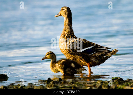 Weibliche Stockente und Entlein Anas Platyrhynchos auf dem Fluss Slaney Wexford Ireland Stockfoto