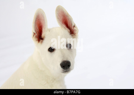 Weißer Schweizer Schäferhund Welpen 10 Wochen Berger Blanc Suisse Stockfoto