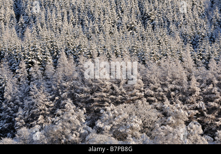 Besät Schnee Mischwälder in Strath Orchy nördlich von Tyndrum schottischen Highlands UK Stockfoto