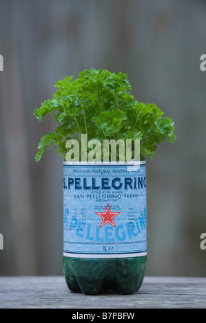 Petersilie Petroselinum Crispum in ein Recycling Pellegrino-Mineralwasser-Flasche Stockfoto