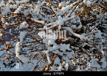 Stark verschneiten Sträucher im Garten bei Killin Perthshire Schottland UK Stockfoto