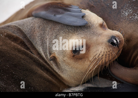 Einen liebevollen Klaps auf den Kopf für eine Galapagos Sea Lion, Zalophus wollebacki, Mosquera Islet, Galapagos, Ecuador im September Stockfoto