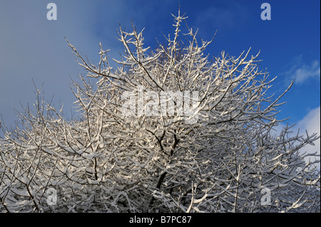 Stark verschneite Bäume und Sträucher unter einem tiefblauen Himmel bei Killin Perthshire Schottland UK Stockfoto