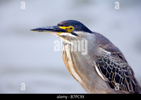 Greenbacked Streifte Heron-Angeln Stockfoto