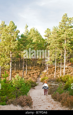 Culbin Sande Wald Findhorn Bay Forres im Moray Firth, Grampian Region Schottland UK SCO 2034 Stockfoto