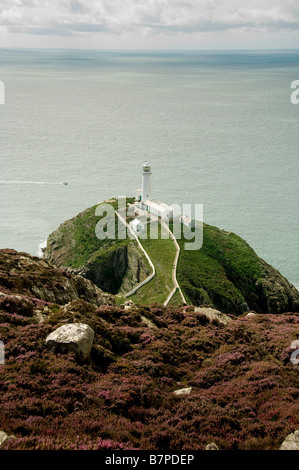 South Stack Island und Leuchtturm von Holyhead aus mit blühenden Heidekraut im Vordergrund. Insel Anglesey. Wales. Stockfoto