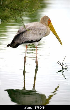 Yellowbilled Storch Stockfoto