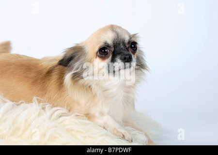 Chihuahua Langhaar Stockfoto