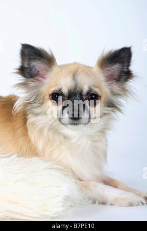 Chihuahua Langhaar Stockfoto