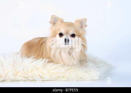 Chihuahua Langhaar Stockfoto