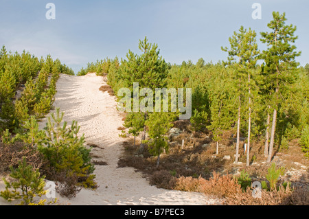 Culbin Sande Wald Findhorn Bay Forres im Moray Firth, Grampian Region Schottland UK SCO 2032 Stockfoto