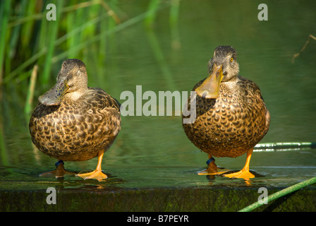 lustiges Bild von zwei Enten genießen das Sonnenlicht Stockfoto