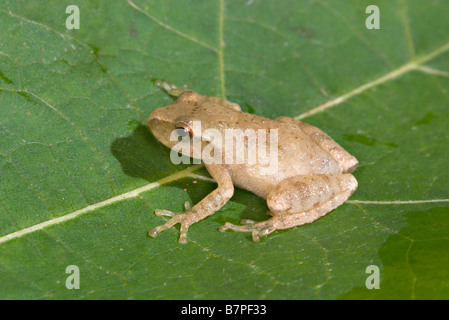 Spring Peeper Pseudacris Crucifer Tamarack Aitkin County Minnesota USA 13 September Erwachsene Hylidae Stockfoto