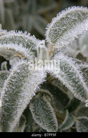 Jerusalem Salbei Phlomis fruticosa Stockfoto