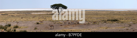 Wasserloch im Etosha Nationalpark Stockfoto