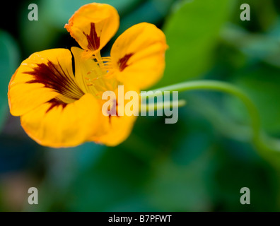 Makroaufnahme einer gelben physalis Stockfoto