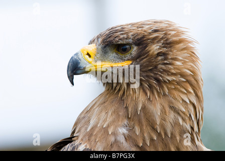 Cose, der ein Steppenadler Aquila nipalensis Stockfoto