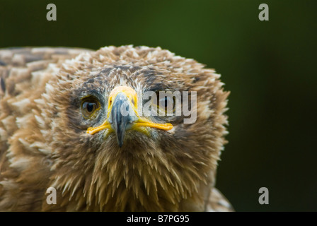 Cose, der ein Steppenadler Aquila nipalensis Stockfoto