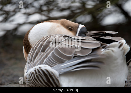 Swan Goose (Anser Cygnoides) Erwachsene ruhen Seeufer Golden Acre Park Nature Reserve Leeds West Yorkshire England UK Januar Stockfoto