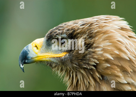 Cose, der ein Steppenadler Aquila nipalensis Stockfoto