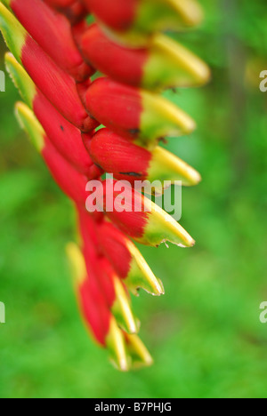 Heliconia Pendel Blume Stockfoto