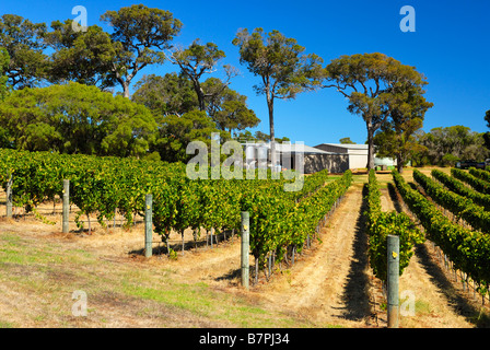 Weinberg in Margaret River Region von Western Australia Stockfoto