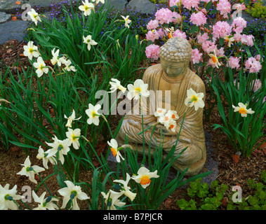 Vashon Island, WA: Garten Detail mit Buddha rosa Rhododendron und Narzissen-Blüten Stockfoto