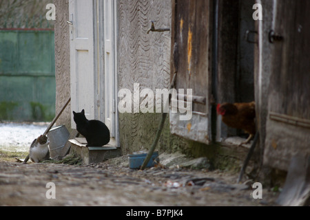 Schwarze Katze sitzt vor der alten Haus in der Slowakei Stockfoto