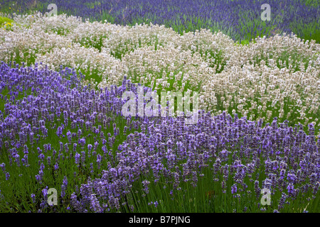 Vashon Island, WA geschwungene Reihen von Lavendel Lavendula Vera in einem kultivierten Feld Stockfoto