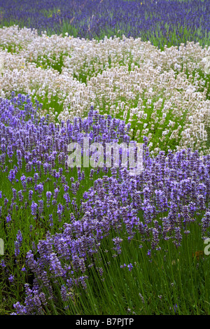 Vashon Island, WA geschwungene Reihen von Lavendel Lavendula Vera in einem kultivierten Feld Stockfoto