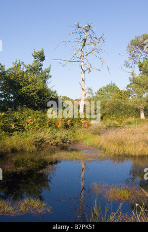 Teich und Sumpf Lebensraum auf ein Tiefland Heide mit einer tot Scots Kiefer, Pinus Sylvestris, bei Arne Heath, Isle of Purbeck, Dorset. Stockfoto