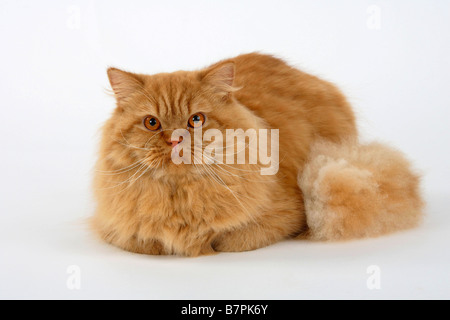 British Longhair Katze Kater rot Highlander Flachländer Britanica Stockfoto