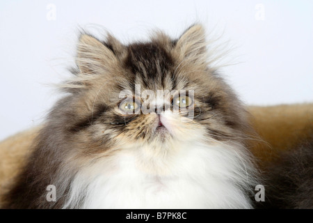 Persische Katze Kätzchen 12 Wochen schwarz Tabby weiß Stockfoto